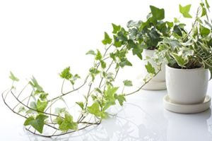 home indoor plants