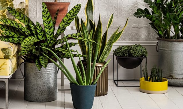 Homes indoor houseplants