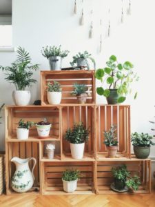 home plant decoration