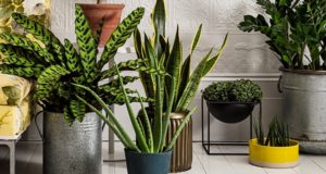 Homes indoor houseplants